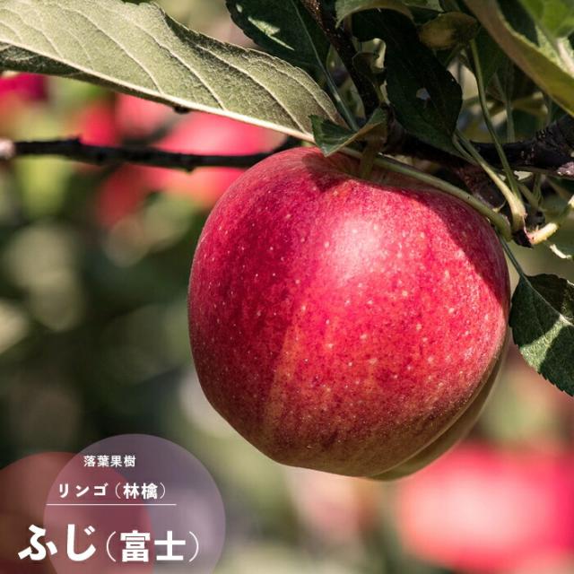 果樹苗 りんご 苗木 富士 (ふじ) 1年生 接ぎ木 4.5号(直径13.5cm