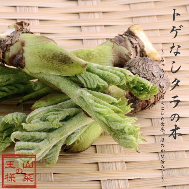 果樹苗 家庭樹 山菜 とげなしタラの木 4 5号 ポット苗 落葉樹 たらの芽の通販はau Pay マーケット イングの森