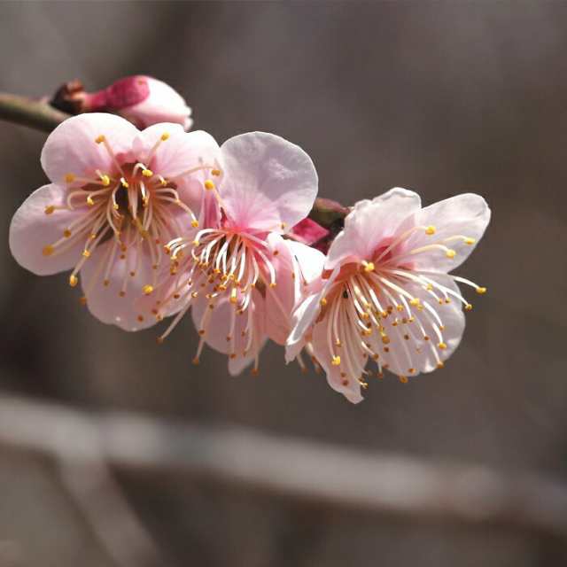 果樹苗 梅 苗木 豊後 (ぶんご) 1年生 接木 4.5号(直径13.5cm) ポット苗