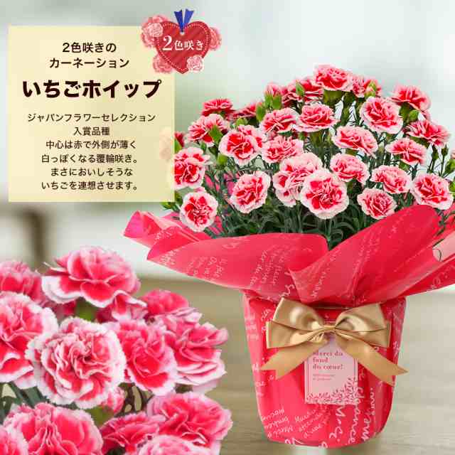 遅れてごめんね母の日 カーネーション5号 送料無料<br>選べる生花と造花<br>カーネーションの品種・色はおまかせになります。<br>15日以降のお届けとなります。
