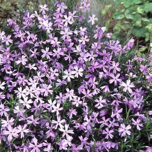 宿根草 芝桜 シバザクラ 紫系花 １株 グランドカバーに 苗 グランドカバー 多年草 花苗の通販はau Pay マーケット イングの森