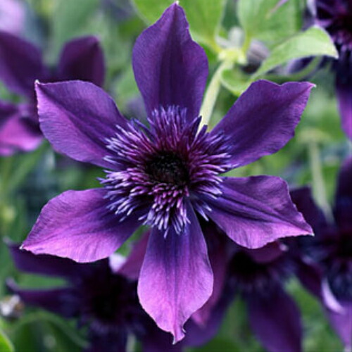 年新品種 クレマチス インテグリフォリア アフロ ボーイ 生育2年生以上株 4 5号サイズポット苗の通販はau Pay マーケット イングの森