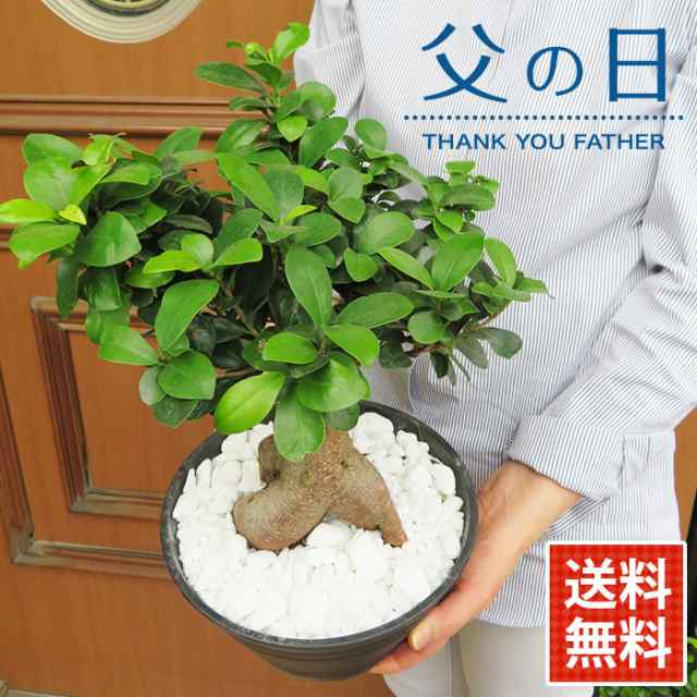 父の日 プレゼント 観葉植物 インテリア ダンディなガジュマル カジュマルの木 鉢植え 植え替え不要 7号鉢 常緑樹 がじゅまる 幸福の木の通販はau Pay マーケット イングの森