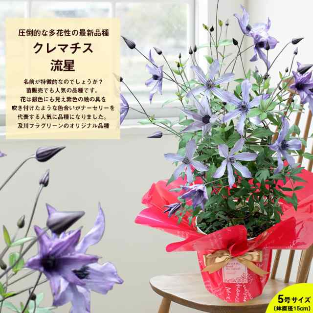 母の日 鉢植え 花 プレゼント ギフト クレマチス ベゴニア ブーゲンビリア など 7種類から選べる こだわりラッピング 全国送料無料の通販はau Pay マーケット イングの森