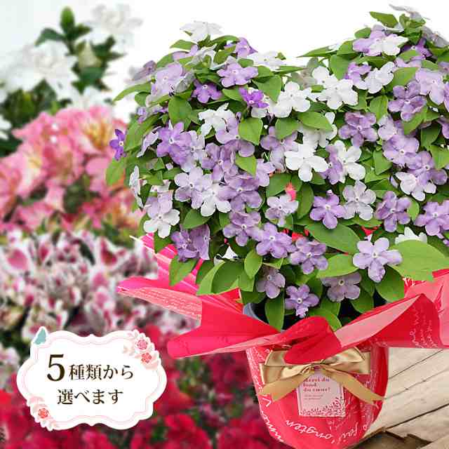 母の日 鉢植え 花 プレゼント ギフト インティカンチャ アルストロメリア クチナシ ハート仕立てのバンマツリ など 5種類から選べる の通販はau Pay マーケット イングの森