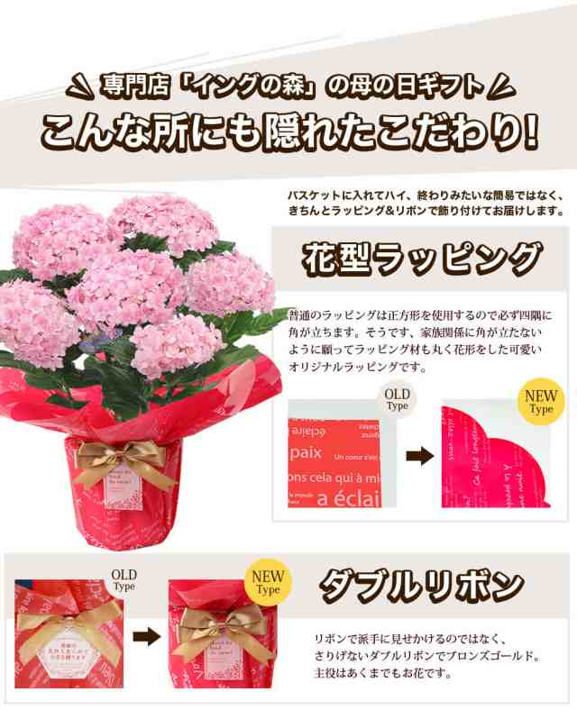 母の日 あじさい プレゼント ギフト 17種類から選べるアジサイ5号サイズ 紫陽花 鉢植え こだわりラッピング 全国送料無料の通販はau Pay マーケット イングの森