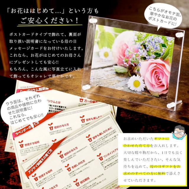 母の日 あじさい プレゼント ギフト 17種類から選べるアジサイ5号サイズ 紫陽花 鉢植え こだわりラッピング 全国送料無料の通販はau Pay マーケット イングの森