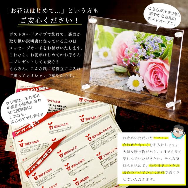 母の日 鉢植え 花 プレゼント ギフト 7種類から選べる カリブラコア テイフォシー カーネーション以外をお探しなら そうだ カリブラコアの通販はau Pay マーケット イングの森