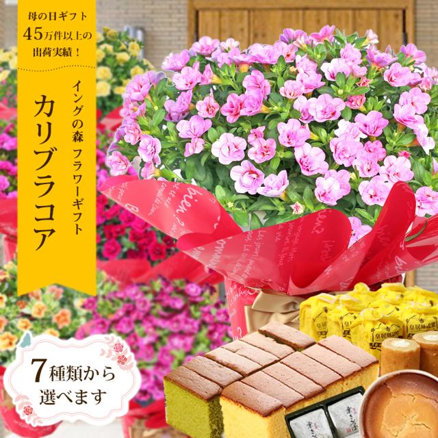 母の日 22 鉢植え 花 プレゼント ギフト 7種類から選べる カリブラコア テイフォシー カーネーション以外をお探しなら そうだ カリブの通販はau Pay マーケット イングの森