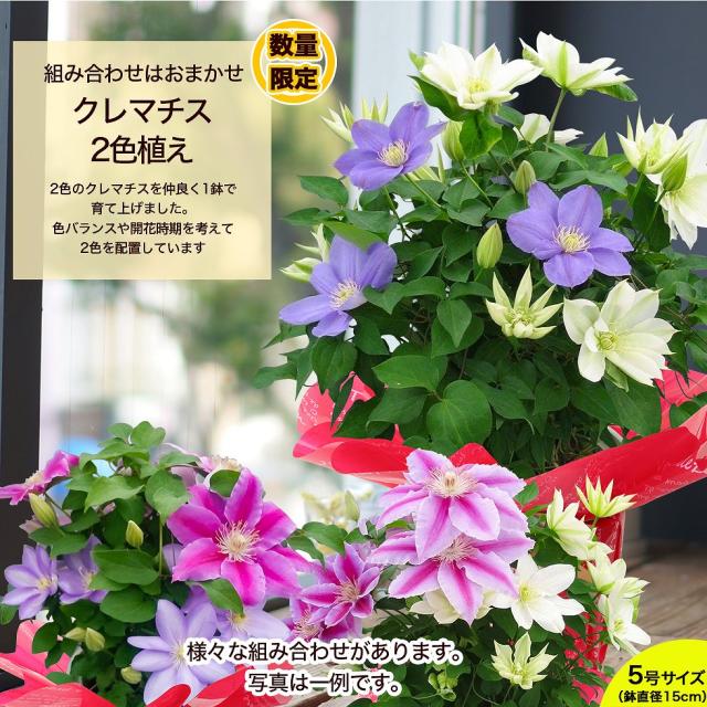 受賞店舗 ギフト鉢植えクレマチス５号品種おまかせ 送料無料 Rmladv Com Br