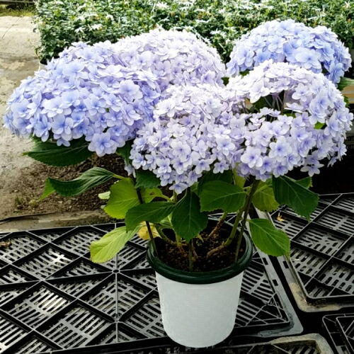 ギフト解体セール アジサイ 紫陽花 あじさい てまりてまりブルー 5号鉢 直径15cm 5f規格品以上の通販はau Pay マーケット イングの森