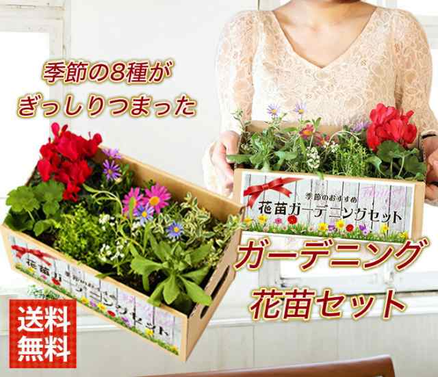 敬老の日 花 ギフト プレゼント 季節の8種詰め合わせ ちょっと豪華なガーデニング花苗セット 送料無料 同梱不可 北海道 九州は別途450の通販はau Pay マーケット イングの森