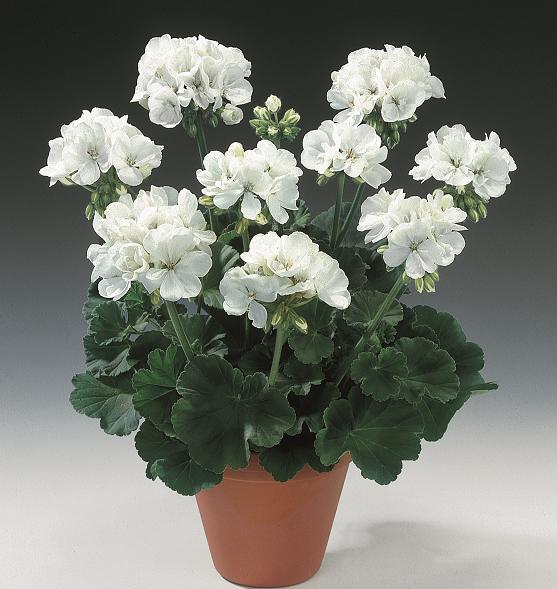 宿根草栄養系 ゼラニューム ゼラニウム ユーロスタークオリティ グラシス １株の通販はau Pay マーケット イングの森