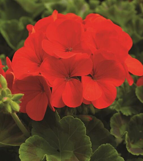 宿根草ゼラニウム ゼラニューム リンゴ２０００ディープスカーレット１株の通販はau Pay マーケット イングの森