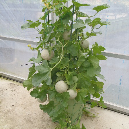 ミニメロン メロリーナ家庭菜園で収穫できるメロンのタネ交配せずに結実できますタネ3粒パック業務用小分け第4種または一般郵便なら全国の通販はau Pay マーケット イングの森