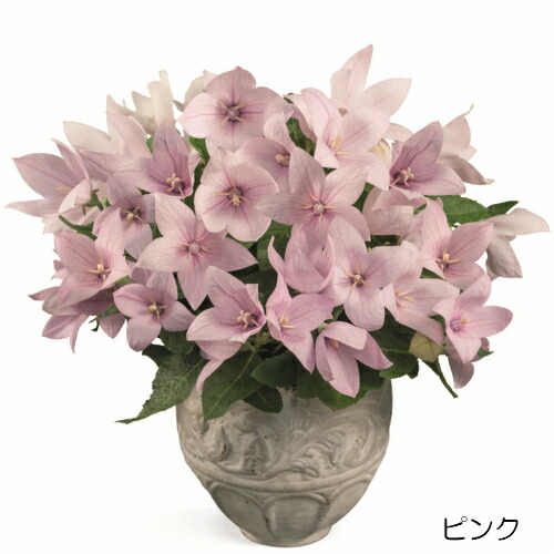 キキョウ ポップスター 選べる3色の通販はau Pay マーケット イングの森