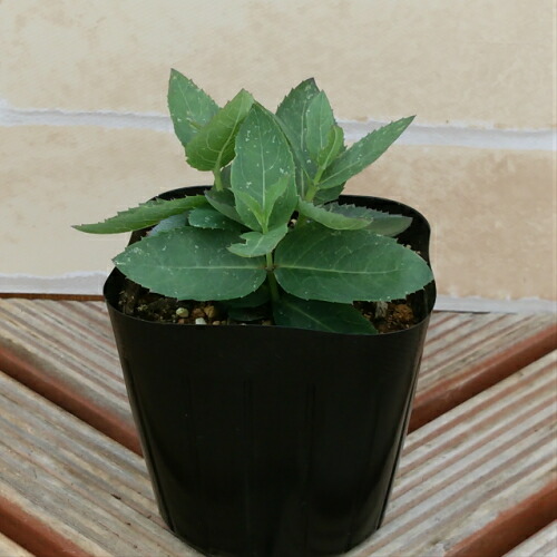 キキョウ ポップスター 選べる3色の通販はau Pay マーケット イングの森