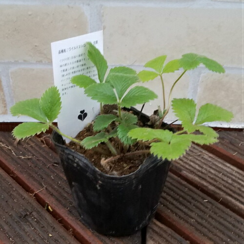 ホワイトワイルドストロベリー ポット苗 １株の通販はau Pay マーケット イングの森