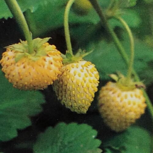 ホワイトワイルドストロベリー ポット苗 １株の通販はau Pay マーケット イングの森