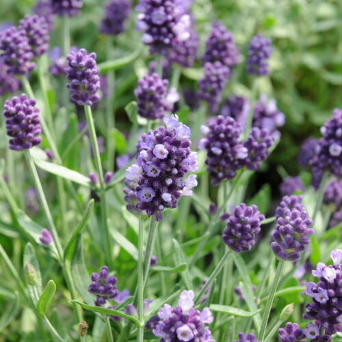 薫りのラベンダー アロマティコ 9cmポット苗 イングリッシュガーデン 宿根草 寄せ植え 地植え 鉢植えの通販はau Pay マーケット イングの森