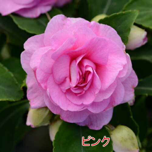 お好きな色を選んでね カリフォルニアローズ グランデ １株の通販はau Pay マーケット イングの森