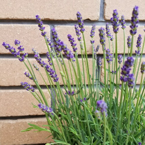 宿根草 ハーブ イングリッシュ ラベンダー ほのか １株 よく咲く四季咲き性の高いラベンダー イングリッシュガーデン 宿根草 寄せ植え 地の通販はau Pay マーケット イングの森