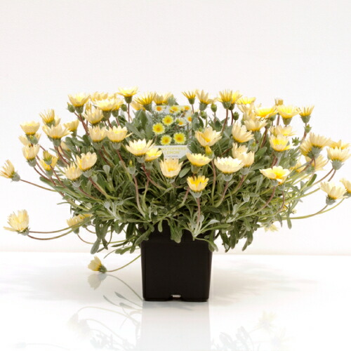 宿根タイプのガザニア ビースト シルバーフォックス １株 の通販はau Pay マーケット イングの森