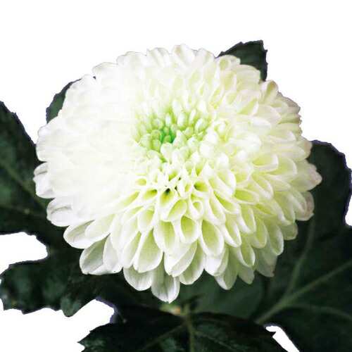 菊 キク きく 菊バルーンマム エール 7 5cm ポット苗 2個セット 宿根草 季節の花苗 寄せ植え等に の通販はau Pay マーケット イングの森