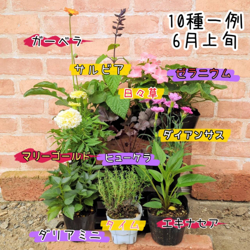 宿根草比率が高い10品種！イングの森 オススメ花苗セット 10品種