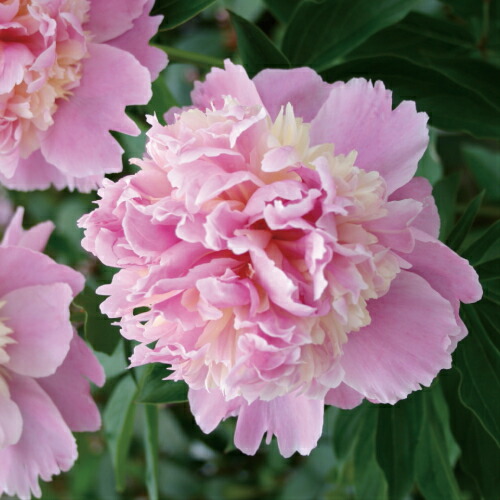 宿根草 芍薬 シャクヤク ソルベット 変わり咲き特選品種 芽付12cmポット苗の通販はau Pay マーケット イングの森