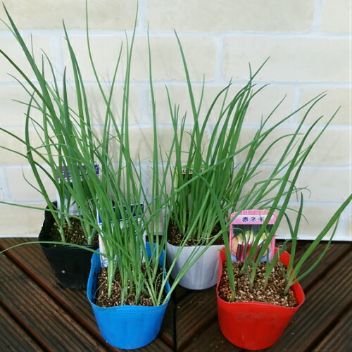 ネギコレクション 家庭菜園の定番のネギ 自宅で栽培でかなりの節約 3 5号 2ポットセット 野菜苗 薬味の通販はau Pay マーケット イングの森