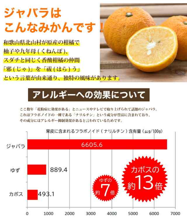 ジャバラ木 約1.2メートル 花粉対策に! （ストレス社会を生きる