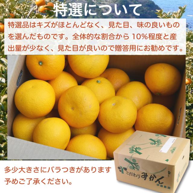 伊藤農園 【特選】きよみ清見 10kg 和歌山直送 [ノーワックス・ノーブラッシング・防腐剤不使用・産地直送]