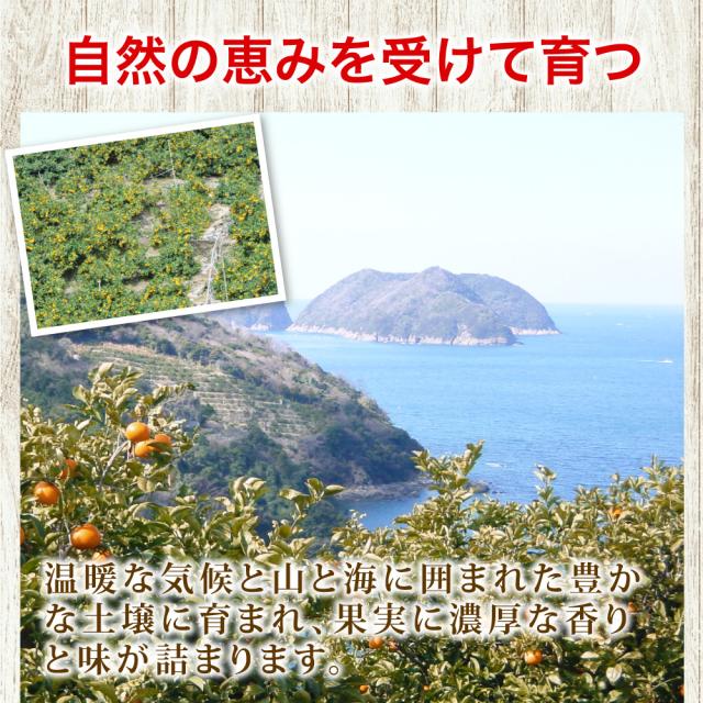 伊藤農園 【特選】きよみ清見 10kg 和歌山直送 [ノーワックス・ノーブラッシング・防腐剤不使用・産地直送]