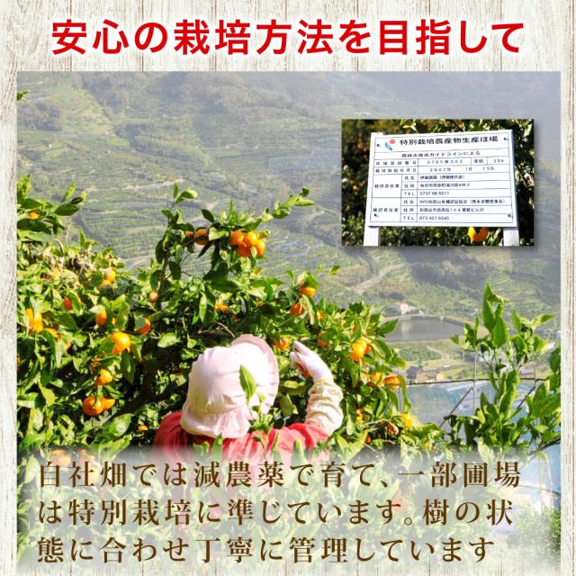 伊藤農園 【特選】きよみ清見 10kg 和歌山直送 [ノーワックス・ノーブラッシング・防腐剤不使用・産地直送]