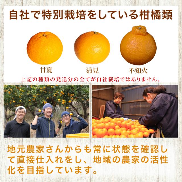 伊藤農園 【特選】きよみ清見 10kg 和歌山直送 [ノーワックス・ノーブラッシング・防腐剤不使用・産地直送]