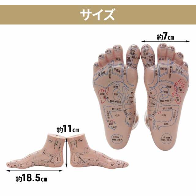 足つぼ 模型 【足つぼマッサージ 体系的に覚える】練習 図解 表 ダイエット たのん ツボ