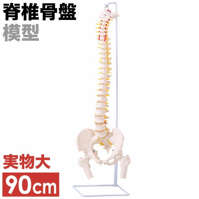 脊髄骨盤模型 90cm 実物大 吊り下げ 台座付き 後頭骨 股関節 男性骨盤 