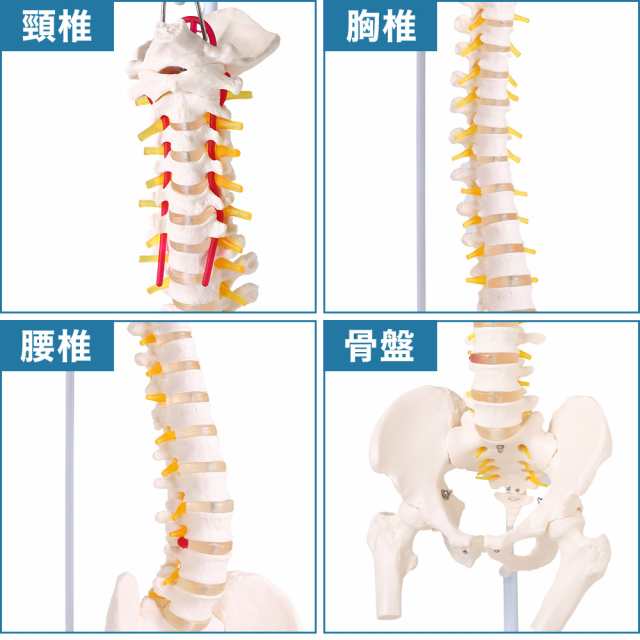 脊髄骨盤模型 90cm 実物大 吊り下げ 台座付き 後頭骨 股関節 男性骨盤