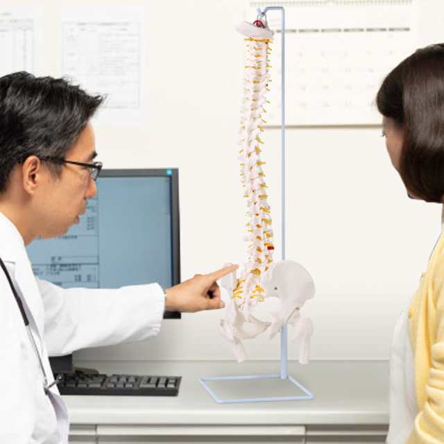 脊髄骨盤模型 90cm 実物大 吊り下げ 台座付き 後頭骨 股関節