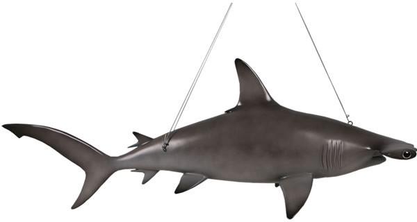 動物 オブジェ ハンマーヘッド・シャーク Hammerhead Shark インテリア イベント ディスプレイの通販はau PAY マーケット -  Gracious | au PAY マーケット－通販サイト