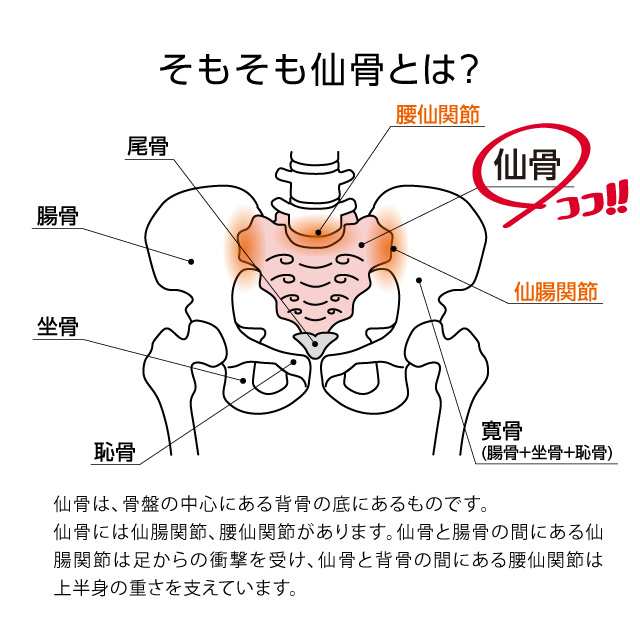 指圧代用器 マッサージ器 背中 仙骨 筋肉 腰 ストレッチ ほぐし ふくらはぎ 肩甲骨 押圧 コンパクト 押圧 コシレッチ の通販はau Pay マーケット ヴィヴィアン マルシェ Au Pay マーケット店