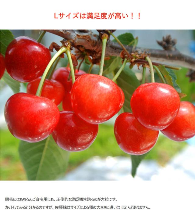 佐藤錦 山形県産 さくらんぼ 特秀品 Lサイズ 約700g （約350ｇ×2P）化粧箱 ※冷蔵 産地直送 ギフト 贈答 送料無料_5