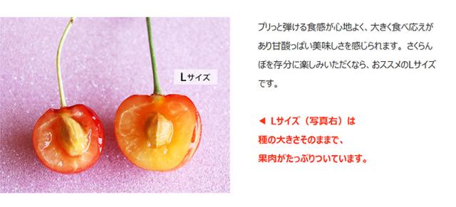 佐藤錦 山形県産 さくらんぼ 特秀品 Lサイズ 約700g （約350ｇ×2P）化粧箱 ※冷蔵 産地直送 ギフト 贈答 送料無料_6