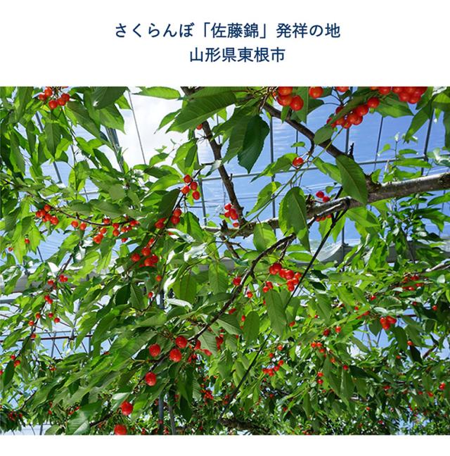 佐藤錦 山形県産 さくらんぼ 特秀品 Lサイズ 約700g （約350ｇ×2P）化粧箱 ※冷蔵 産地直送 ギフト 贈答 送料無料_7