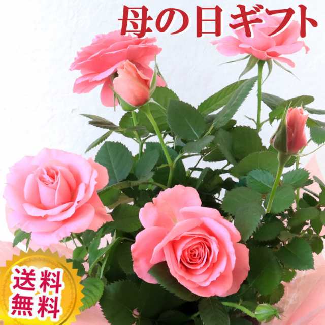 母の日 まだ間に合う ギフト バラの鉢植え ピンク系 4号鉢 送料無料 一部地域を除く プレゼント 21 Fkhhの通販はau Pay マーケット Flowerkitchenjiyugaoka