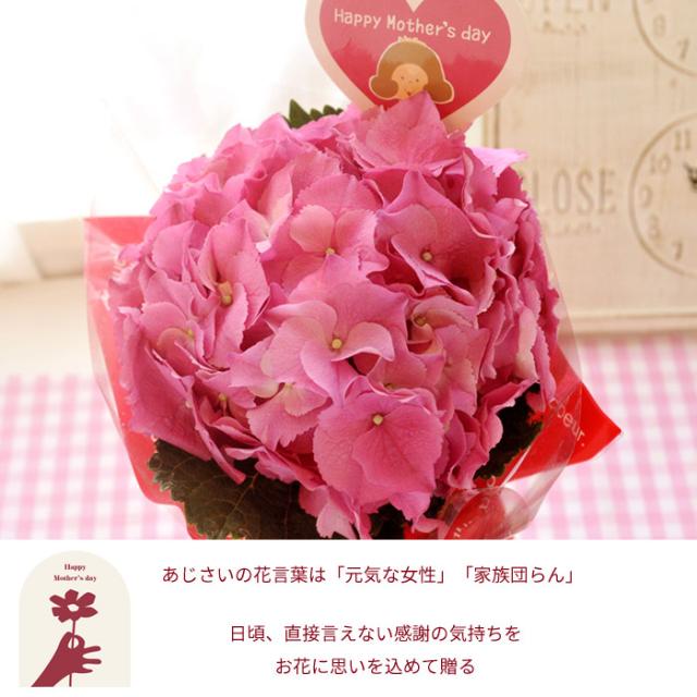 母の日 早割 ギフト 選べる母の日花鉢 母の日 プレゼント 花 ギフト カーネーション アジサイ ケイトウ 花鉢 鉢植え 23 Fkhhの通販はau Pay マーケット Flowerkitchenjiyugaoka