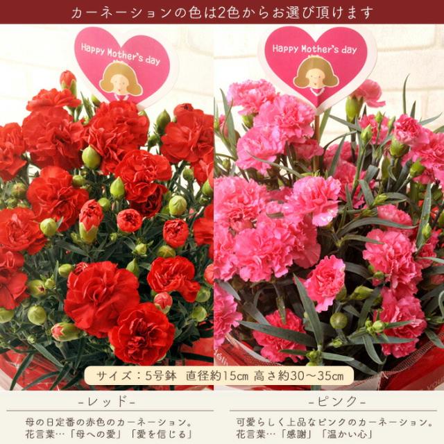 母の日 早割 ギフト 選べる母の日花鉢 母の日 プレゼント 花 ギフト カーネーション アジサイ ケイトウ 花鉢 鉢植え 23 Fkhhの通販はau Pay マーケット Flowerkitchenjiyugaoka