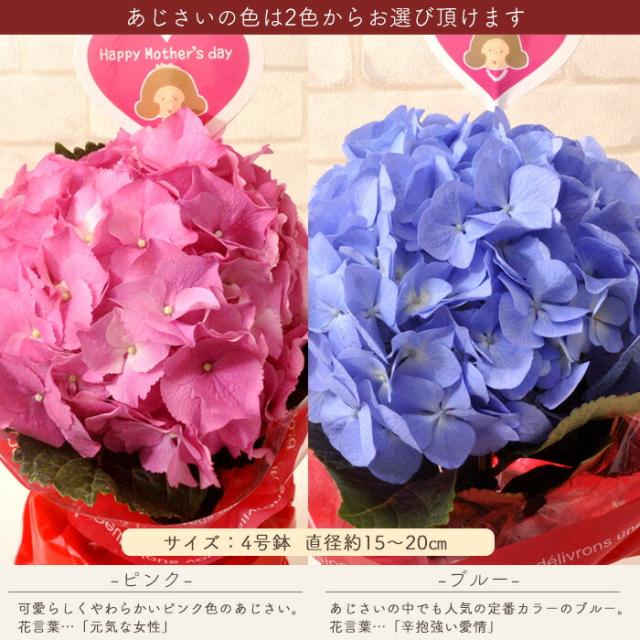 母の日 早割 ギフト 選べる母の日花鉢 母の日 プレゼント 花 ギフト カーネーション アジサイ ケイトウ 花鉢 鉢植え 23 Fkhhの通販はau Pay マーケット Flowerkitchenjiyugaoka