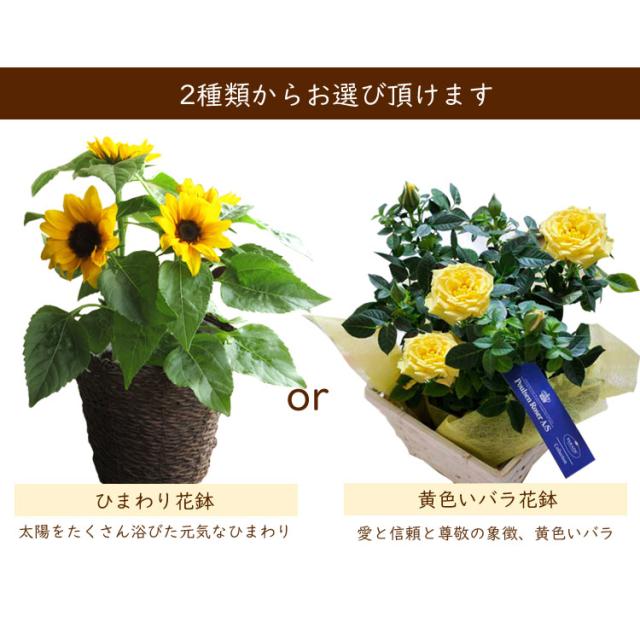 早割 父の日 21 ギフト 選べる花鉢 黄色バラ Or ひまわり鉢植え おまかせカゴ付き 6月17 日の期間でお届け 21 Fkppの通販はau Pay マーケット Flowerkitchenjiyugaoka